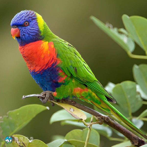 彩虹吸蜜鹦鹉-7