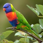 彩虹吸蜜鹦鹉-缩略图-7