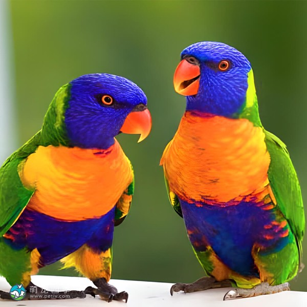 彩虹吸蜜鹦鹉-8