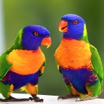 彩虹吸蜜鹦鹉-缩略图-8