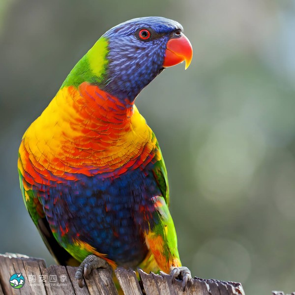 彩虹吸蜜鹦鹉-9