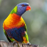 彩虹吸蜜鹦鹉-缩略图-9