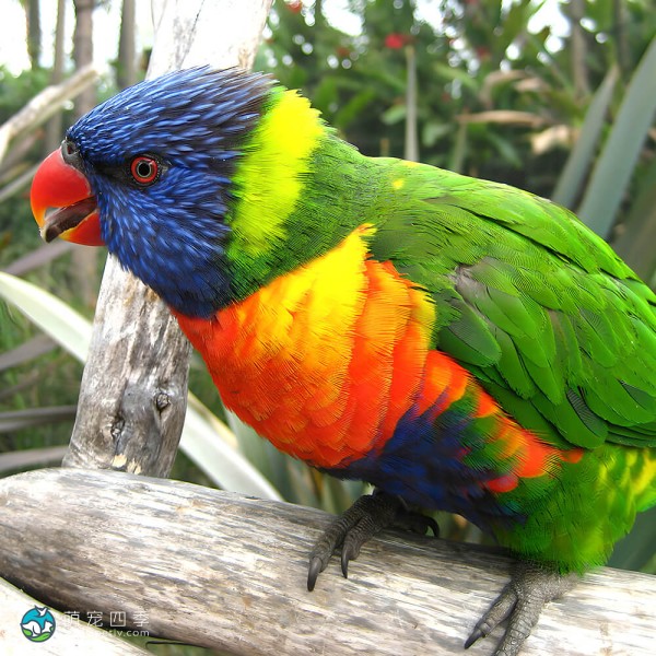 彩虹吸蜜鹦鹉-10