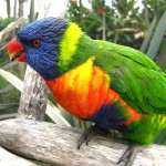 彩虹吸蜜鹦鹉-缩略图-10