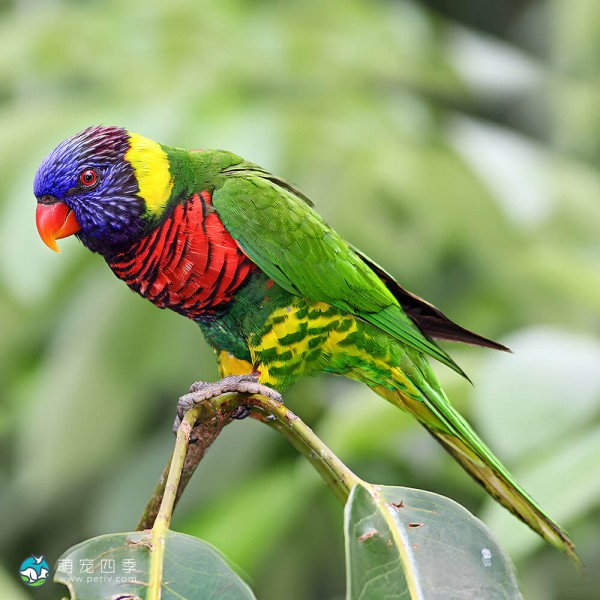 彩虹吸蜜鹦鹉-11