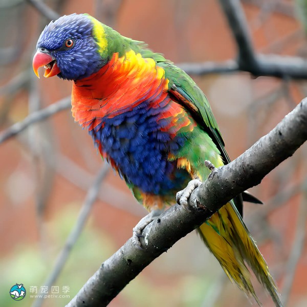 彩虹吸蜜鹦鹉-12
