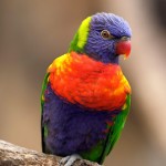 彩虹吸蜜鹦鹉-缩略图-13