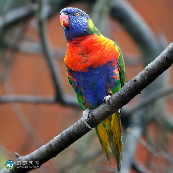 彩虹吸蜜鹦鹉-14