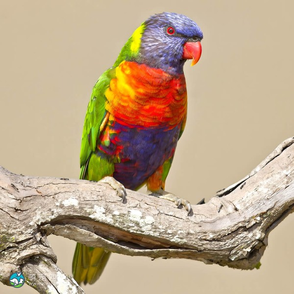 彩虹吸蜜鹦鹉-15