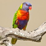 彩虹吸蜜鹦鹉-缩略图-15