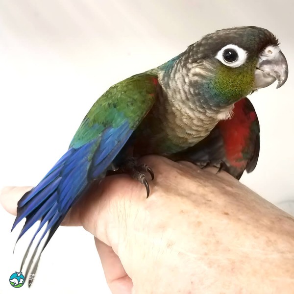 彩绘锥尾鹦鹉-1