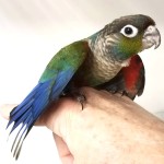 彩绘锥尾鹦鹉-缩略图-1