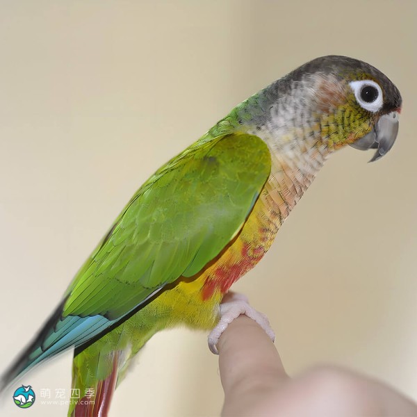 彩绘锥尾鹦鹉-2