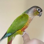 彩绘锥尾鹦鹉-缩略图-2