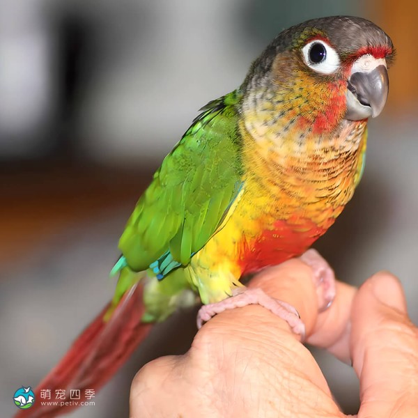 彩绘锥尾鹦鹉-3