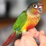 彩绘锥尾鹦鹉-缩略图-3