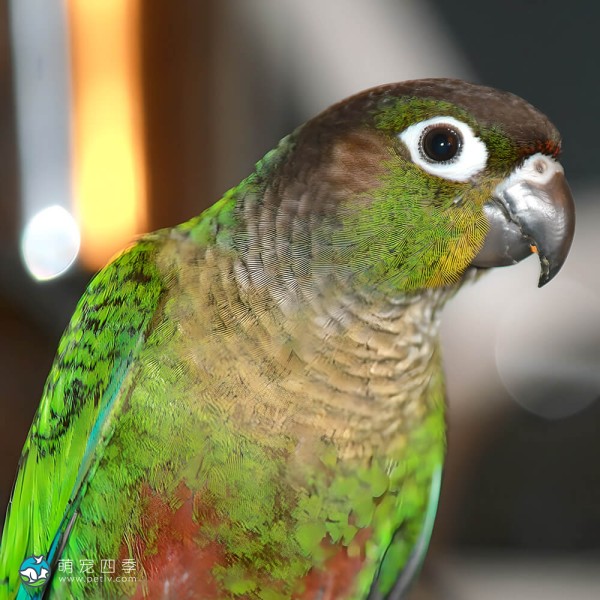 彩绘锥尾鹦鹉-4