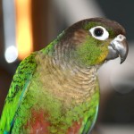 彩绘锥尾鹦鹉-缩略图-4