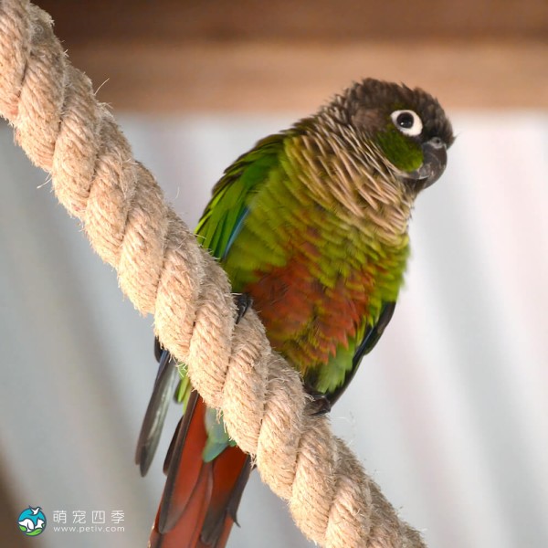 彩绘锥尾鹦鹉-5