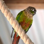 彩绘锥尾鹦鹉-缩略图-5