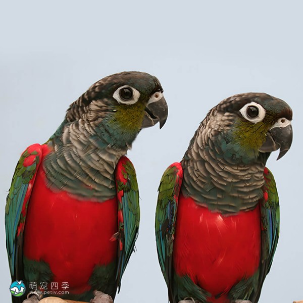 彩绘锥尾鹦鹉-6