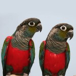 彩绘锥尾鹦鹉-缩略图-6