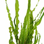 皱边椒草-缩略图-2