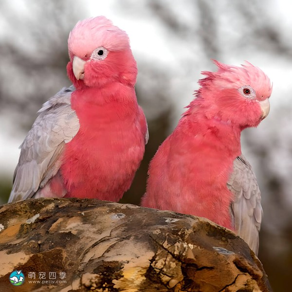 粉红凤头鹦鹉-1