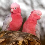 粉红凤头鹦鹉-缩略图-1