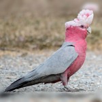 粉红凤头鹦鹉-缩略图-2