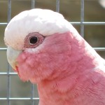 粉红凤头鹦鹉-缩略图-3