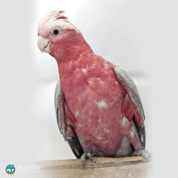 粉红凤头鹦鹉-4