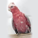粉红凤头鹦鹉-缩略图-4