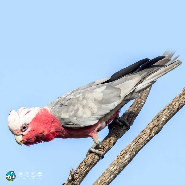 粉红凤头鹦鹉-5