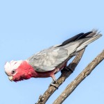 粉红凤头鹦鹉-缩略图-5