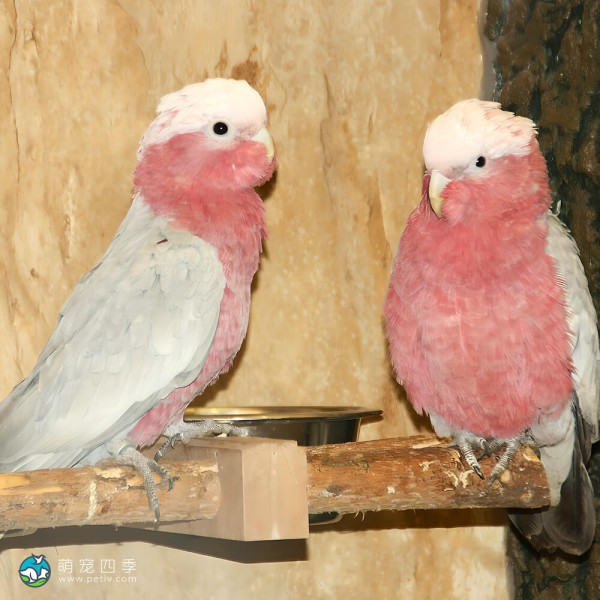 粉红凤头鹦鹉-6