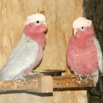 粉红凤头鹦鹉-缩略图-6