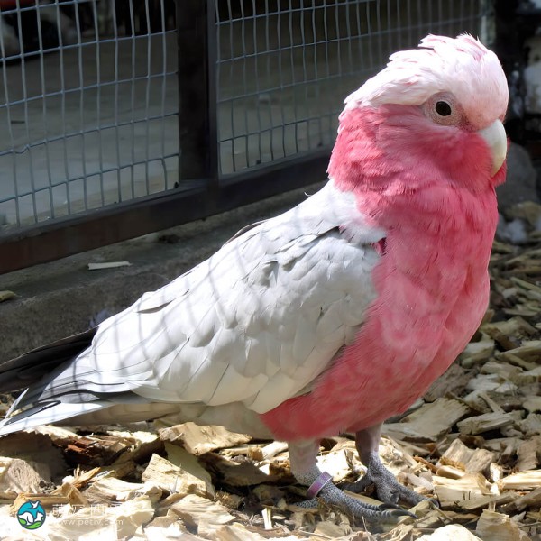 粉红凤头鹦鹉-7