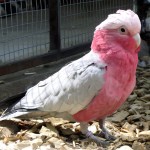 粉红凤头鹦鹉-缩略图-7