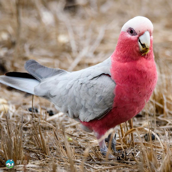 粉红凤头鹦鹉-8
