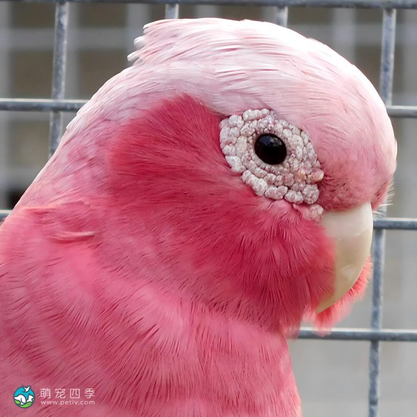 粉红凤头鹦鹉-9