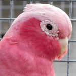 粉红凤头鹦鹉-缩略图-9