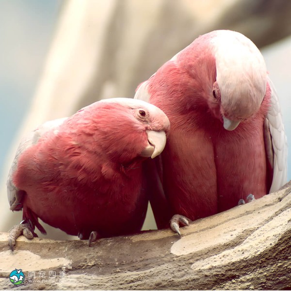 粉红凤头鹦鹉-10