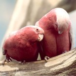 粉红凤头鹦鹉-缩略图-10