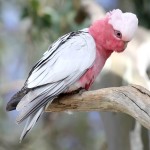 粉红凤头鹦鹉-缩略图-11