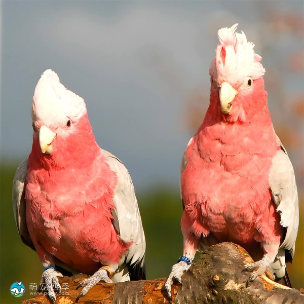 粉红凤头鹦鹉-12