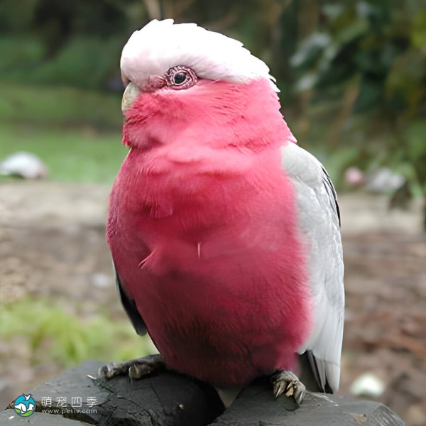 粉红凤头鹦鹉-13