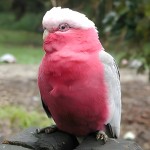 粉红凤头鹦鹉-缩略图-13