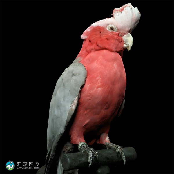 粉红凤头鹦鹉-14