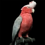 粉红凤头鹦鹉-缩略图-14